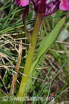 Holunder-Knabenkraut (Dactylorhiza sambucina) (C222842) Holunder-Knabenkraut (Dactylorhiza sambucina) (C222842)