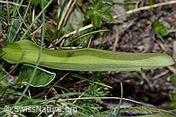 Holunder-Knabenkraut (Dactylorhiza sambucina) (C222843) Holunder-Knabenkraut (Dactylorhiza sambucina) (C222843)