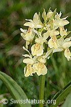 Holunder-Knabenkraut (Dactylorhiza sambucina) (C222847) Holunder-Knabenkraut (Dactylorhiza sambucina) (C222847)
