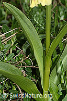 Holunder-Knabenkraut (Dactylorhiza sambucina) (C222848) Holunder-Knabenkraut (Dactylorhiza sambucina) (C222848)