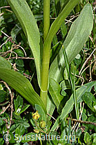 Holunder-Knabenkraut (Dactylorhiza sambucina) (C222849) Holunder-Knabenkraut (Dactylorhiza sambucina) (C222849)