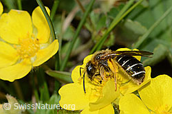 Rotbeinige Furchenbiene (Halictus rubicundus) auf Blume (21.05.2022, C222888)