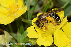 C222889: Rotbeinige Furchenbiene (Halictus rubicundus) auf Blume