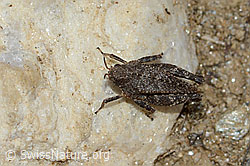 Foto: Zweipunkt-Dornschrecke (Tetrix bipunctata)