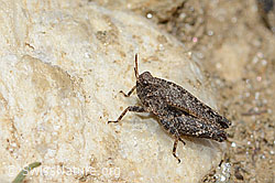 Zweipunkt-Dornschrecke (Tetrix bipunctata) (21.05.2022, C222892)