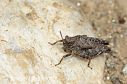 Foto: Zweipunkt-Dornschrecke (Tetrix bipunctata)