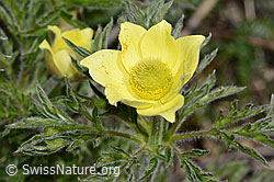 Schwefel-Anemone (Pulsatilla alpina ssp. apiifolia) (21.05.2022, C222902)