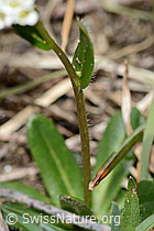 C222905: Bewimperte Gänsekresse (Arabis ciliata)