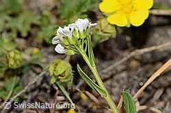 C222908: Bewimperte Gänsekresse (Arabis ciliata)