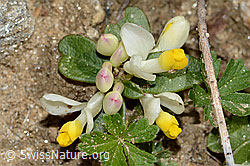 Buchsblättrige Kreuzblume (Polygala Chamaebuxus) (C222914)