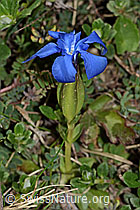 C222925: Frühlings-Enzian (Gentiana verna)