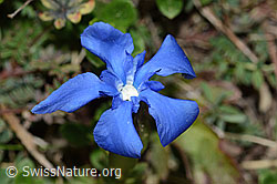 C222926: Frühlings-Enzian (Gentiana verna)