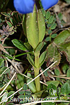 C222928: Frühlings-Enzian (Gentiana verna)