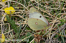Goldene Acht (Colias hyale) (21.05.2022, C222936)