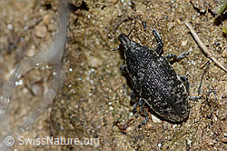 Foto: Larinus brevis (Rüsselkäfer)