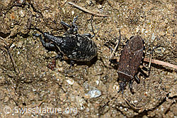 Foto: Larinus brevis (Rüsselkäfer) und Dicranocephalus medius (Wolfsmilchwanze)