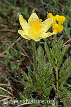 Pulsatilla alpina ssp. apiifolia (C222951)