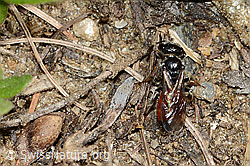 Gewöhnliche Blutbiene (Sphecodes ephippius) (C222956)