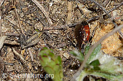 Gewöhnliche Blutbiene (Sphecodes ephippius) (C222957)