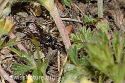 Gewöhnliche Blutbiene (Sphecodes ephippius) (C222958)