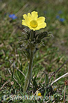 Pulsatilla alpina ssp. apiifolia (C222961)