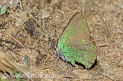 Brombeer-Zipfelfalter (Callophrys rubi) (C222962)