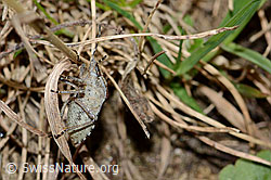 Foto: Beerenwanze (Dolycoris baccarum)