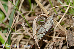Foto: Beerenwanze (Dolycoris baccarum)