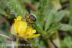 Foto: Gänsedistel-Erzschwebfliege (Cheilosia caerulescens) auf Blume