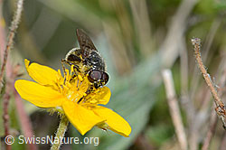 Foto: Gänsedistel-Erzschwebfliege (Cheilosia caerulescens) auf Blume