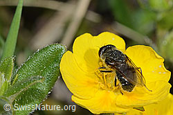 Foto: Gänsedistel-Erzschwebfliege (Cheilosia caerulescens) auf Blume
