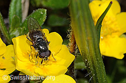 Foto: Gänsedistel-Erzschwebfliege (Cheilosia caerulescens) auf Blume
