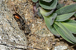 Gewöhnliche Blutbiene (Sphecodes ephippius) (C222989)