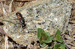 Gewöhnliche Blutbiene (Sphecodes ephippius) (C222990)