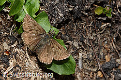 Dunkler Dickkopffalter (Erynnis tages) (21.05.2022, C222993)