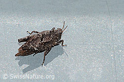 Foto: Zweipunkt-Dornschrecke (Tetrix bipunctata)
