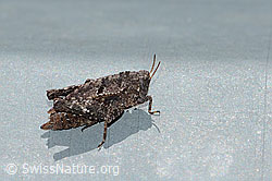 Foto: Zweipunkt-Dornschrecke (Tetrix bipunctata)