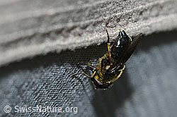 Gänsedistel-Erzschwebfliege (Cheilosia caerulescens) (C223011) Gänsedistel-Erzschwebfliege (Cheilosia caerulescens) (C223011)