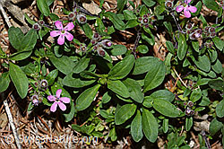 Rotes Seifenkraut (Saponaria ocymoides) (21.05.2022, C223049)
