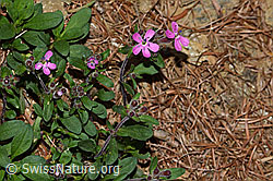 Rotes Seifenkraut (Saponaria ocymoides) (C223050)