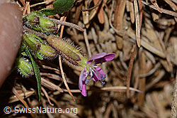 Rotes Seifenkraut (Saponaria ocymoides) (C223053)