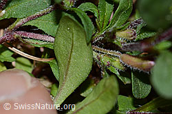 Rotes Seifenkraut (Saponaria ocymoides) (C223054)