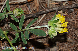 Alpen-Wundklee (Anthyllis vulneraria ssp. alpestris) (C223072)