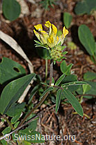 Alpen-Wundklee (Anthyllis vulneraria ssp. alpestris) (21.05.2022, C223088)