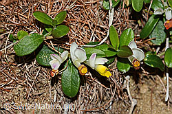 C223094: Buchsblättrige Kreuzblume (Polygala Chamaebuxus)