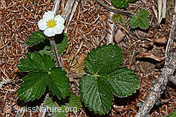 Wald-Erdbeere (Fragaria vesca) (21.05.2022, C223099)