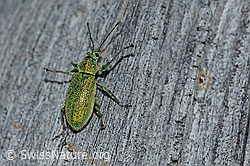 Phyllobius arborator (C223157)