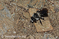 Graue Sandbiene (Andrena cineraria) (21.05.2022, C223179)