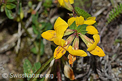 C225078: Gewöhnlicher Hornklee (Lotus corniculatus)