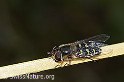 Frühe Grossstirnschwebfliege (Scaeva selenitica) (C225082)